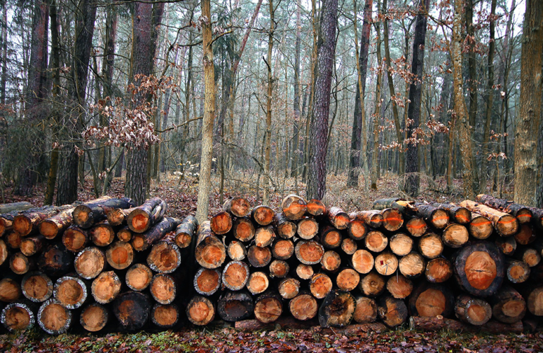 Brush Clearing and Tree Removal